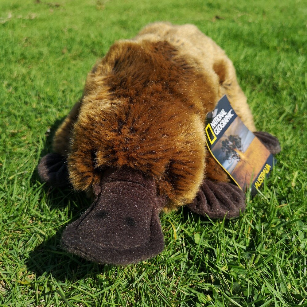 Brown Platypus Plush Toy