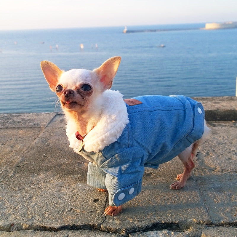 Winter Dog Jackets - Denim and Trench Coat