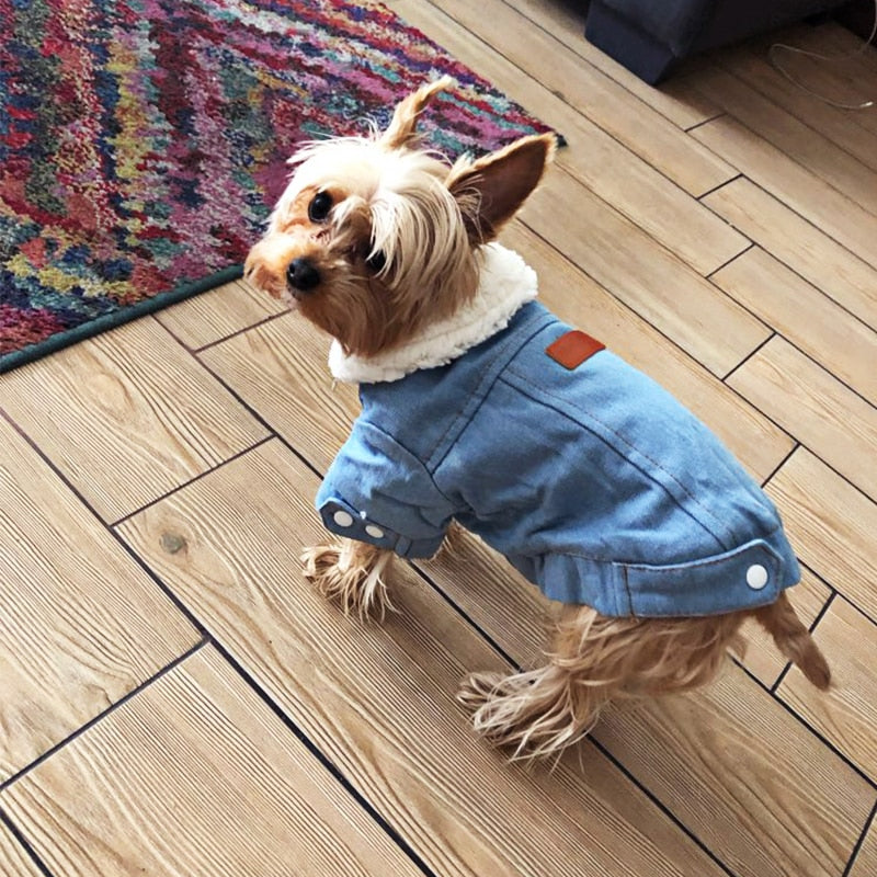 Winter Dog Jackets - Denim and Trench Coat